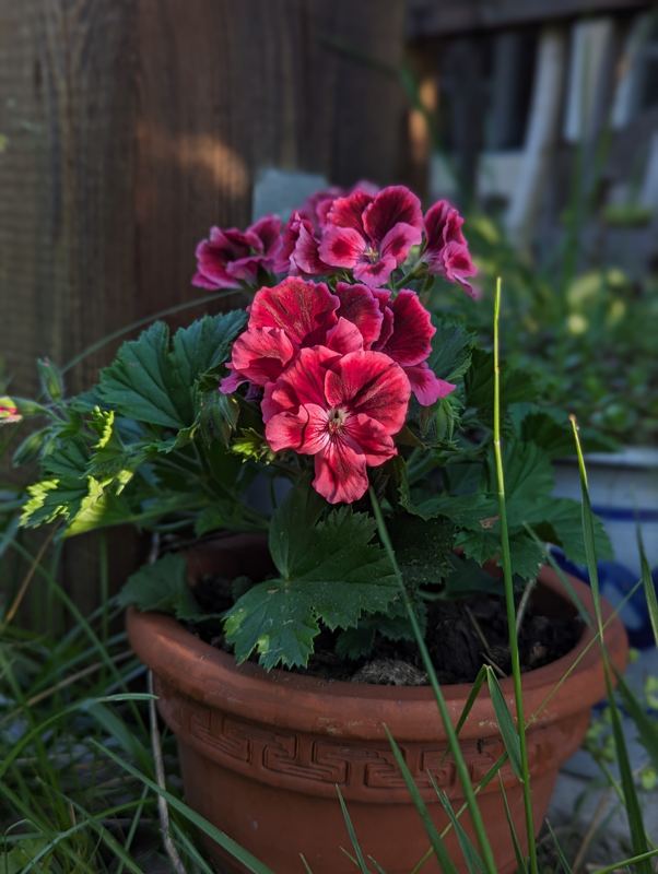 Pelargonie im Tontopf