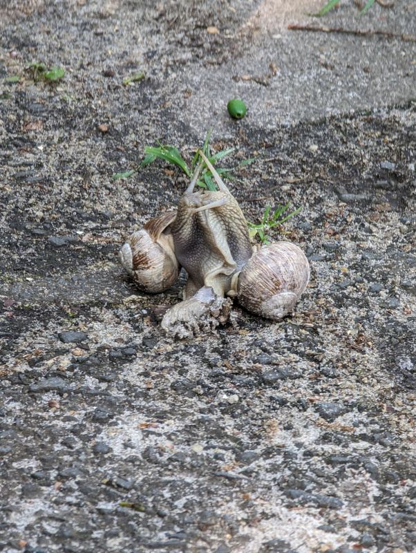 Weinbergschnecken auf dem Gartenweg